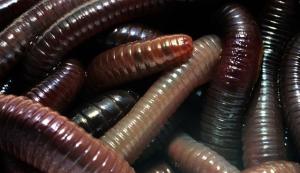 worms